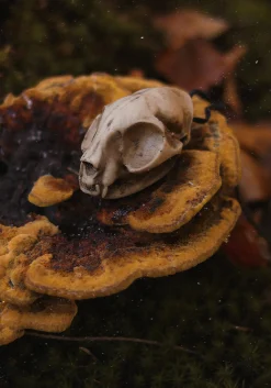 Cat Skull Offering