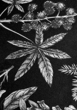 Poisonous Plants Bedding Set (Queen)